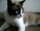 借りてきた子猫-24