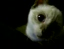 借りてきた子猫-25