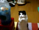犬みたいにちょうだいをする猫　Ⅰ