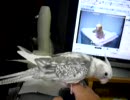うまく歌えないオカメインコ