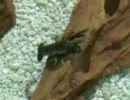 ハドルバグ　水中でのアクション