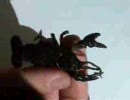 ハドルバグ　フォール姿勢やフックの付け方