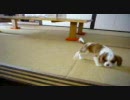 レオンが家にやってきた　part2