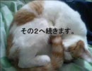 3D酔いをして断念したドラクエ8をリベンジ実況 Part9.5-1