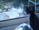 がに股のこぬこ、ちょっと対峙する。