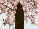 近所迷惑なので雨の日に歌ってみた【玄冬桜】