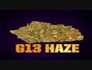 【大麻】ハイタイムス カナビスカップ 2007