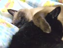 ねこねこあふあふ