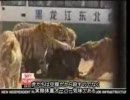 生きた牛がトラの餌　中国サファリパークの残酷見せ物