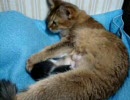 こねこ日記 7日目