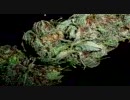 【大麻】High Times 2007 12月号のプレビュー