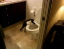 ねこが水洗トイレに興味をもったようです