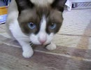 借りてきた子猫-27