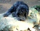 プーリーとミニシュナmixの子犬たち