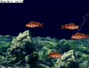 うみ　ぬし釣り初実況プレイ　釣果１３