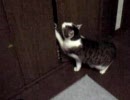 やたらクローゼットの中に入りたがる猫