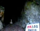 柴犬探検隊　鉱山跡