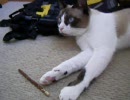 借りてきた子猫-31