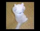 喧嘩仲裁のため子猫がとった残念な行動（グロ注意）
