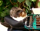 最近良く見かける猫１２（定位置死守編）