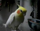 オカメインコにポニョを歌わせてみた—もう限界編—
