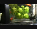 my pet