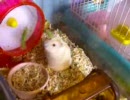 ハムじゃらし！