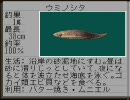 【ＳＦＣ】海のぬし釣りをちょっとやってみる＿パート３２