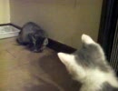 子猫の兄妹のチーズ争奪戦【その2】