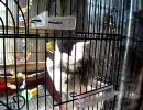 お風呂気分のオカメインコ