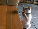 あるネコのこと　釣り日和　動画編02