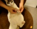 おとなしく爪を切られる猫