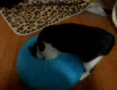 ビーズクッションで遊ぶ猫