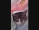 うちの猫たち
