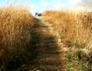 岩湧山の登山、 山頂の風景とススキ