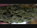 【大麻】ハイライフ　カナビスカップ (highLife Cannabis Cup) 2008