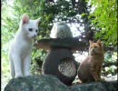 きょうもあしたも、ねこねこ動画１３