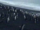 ペンギン島Ⅲ