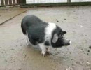 成田○め牧場のブタ