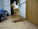 コーギー モッテコイ