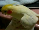 ご機嫌なオカメインコ