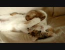 【ＹｏｕＴｕbe転載】フェネックのママは猫　抱っこ【異種愛】