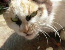 プログレ・ヌコ〜既出ねこ達を無理矢理シブくしてみる