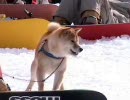 カリスタムービー（ワンメイク・SBX）