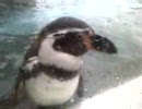 旭山動物園のペンギン001