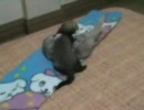 フェレットバトル