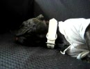 愛犬の昼寝映像