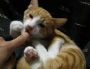 指舐め猫・たび