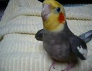 ノリノリなオカメインコ