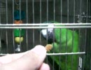 粟穂を欲しがるコミドリコンゴウインコ